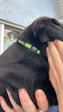 2 unserer super süßen reinrassigen Labrador Rüden suchen noch ein für immer zuhause