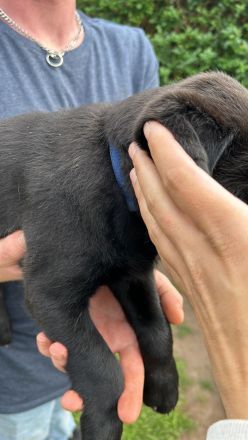 2 unserer super süßen reinrassigen Labrador Rüden suchen noch ein für immer zuhause