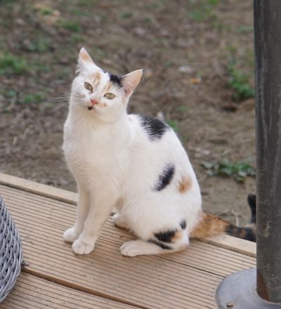 Cooky, geb. ca. 08/2023, lebt in GRIECHENLAND, auf einer privaten Pflegestelle