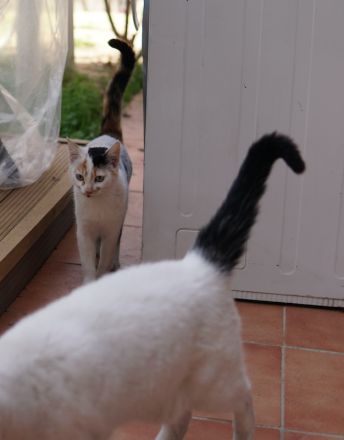 Cooky, geb. ca. 08/2023, lebt in GRIECHENLAND, auf einer privaten Pflegestelle