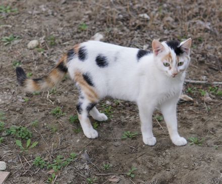 Cooky, geb. ca. 08/2023, lebt in GRIECHENLAND, auf einer privaten Pflegestelle