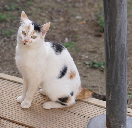 Cooky, geb. ca. 08/2023, lebt in GRIECHENLAND, auf einer privaten Pflegestelle