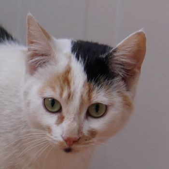 Cooky, geb. ca. 08/2023, lebt in GRIECHENLAND, auf einer privaten Pflegestelle