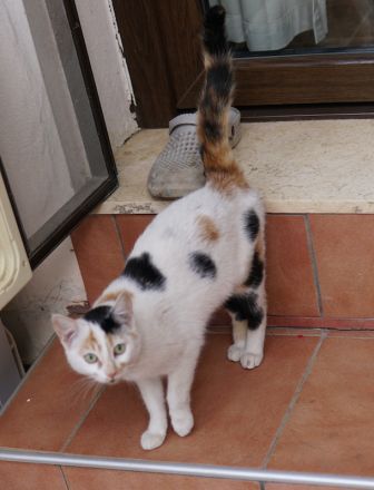 Cooky, geb. ca. 08/2023, lebt in GRIECHENLAND, auf einer privaten Pflegestelle