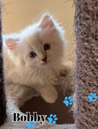 Wunderschöne Ragdoll Kätzchen mit Stammbaum