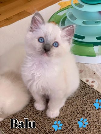 Wunderschöne Ragdoll Kätzchen mit Stammbaum