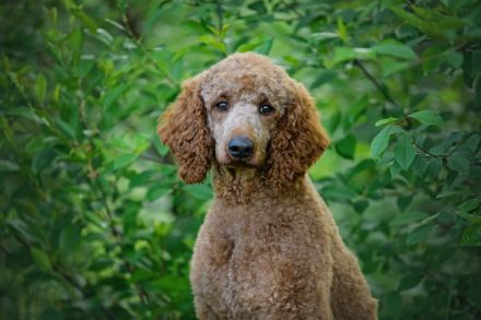 Mittelpudeldeckrüde Henry 54 cm, fawn