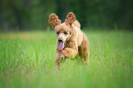 Mittelpudeldeckrüde Henry 54 cm, fawn