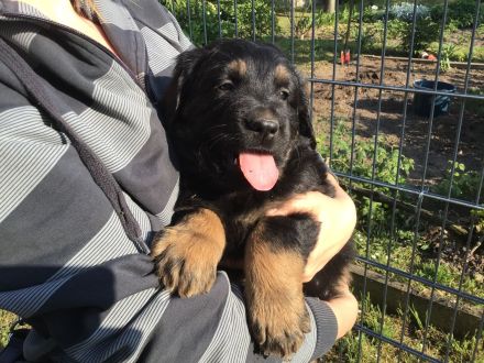 7 kleine Hovawart vom hovawartzwinger-preussendorf.de zu verkaufen (SZG-H e.V.)