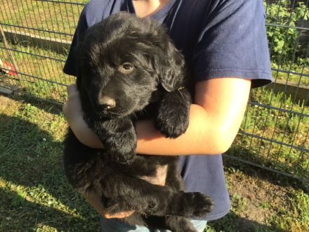 7 kleine Hovawart vom hovawartzwinger-preussendorf.de zu verkaufen (SZG-H e.V.)