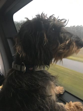 Wurfankündigung Rauhaardackel