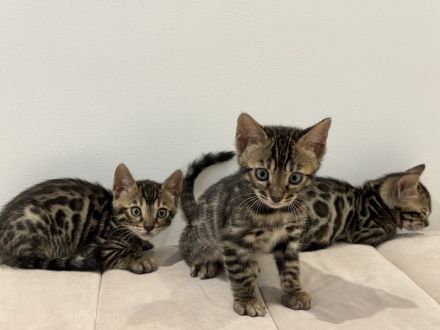 Bengale Babykatze