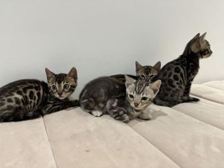 Bengale Babykatze