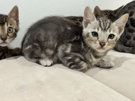 Bengale Babykatze