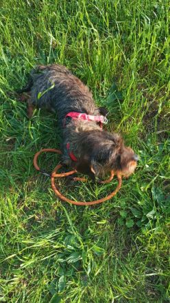 Liebe Rauhaardackel Hündin