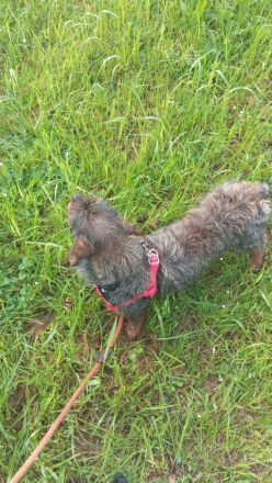 Liebe Rauhaardackel Hündin