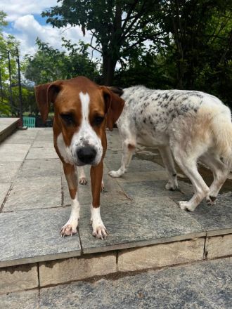 Tapfere Faith sucht Dich!