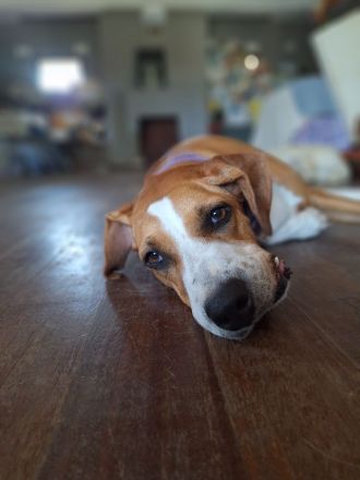 Tapfere Faith sucht Dich!