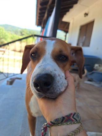 Tapfere Faith sucht Dich!