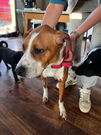 Tapfere Faith sucht Dich!