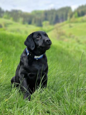 Labrador retríever- schwarze Welpen mit FCI-Stammbaum