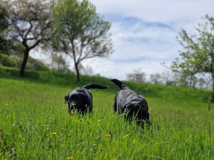 Labrador retríever- schwarze Welpen mit FCI-Stammbaum