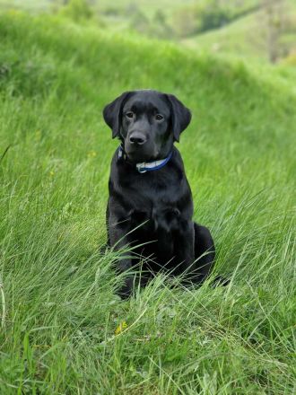 Labrador retríever- schwarze Welpen mit FCI-Stammbaum