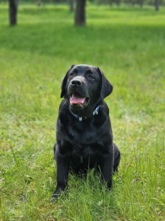 Labrador retríever- schwarze Welpen mit FCI-Stammbaum