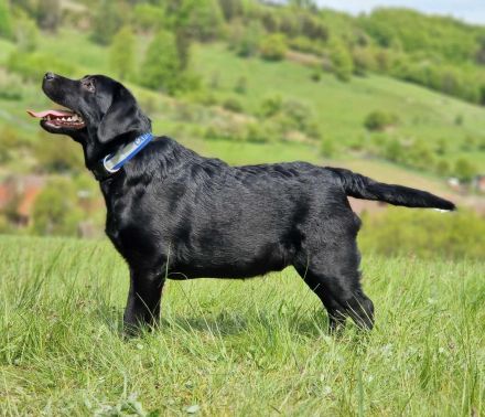 Labrador retríever- schwarze Welpen mit FCI-Stammbaum