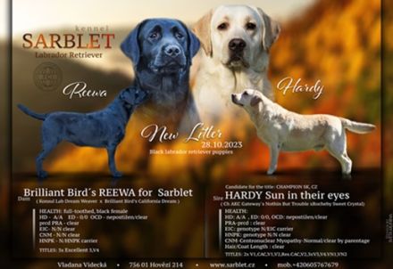 Labrador retríever- schwarze Welpen mit FCI-Stammbaum