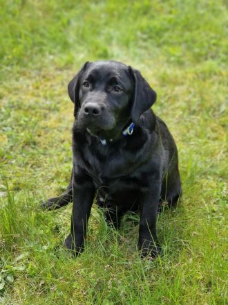 Labrador retríever- schwarze Welpen mit FCI-Stammbaum
