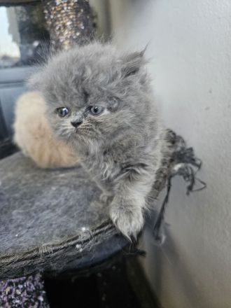 Perser Kitten (5×) zum Verlieben, ab Juni abholbereit.