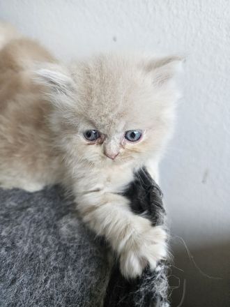 Perser Kitten (5×) zum Verlieben, ab Juni abholbereit.