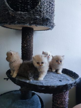 Perser Kitten (5×) zum Verlieben, ab Juni abholbereit.