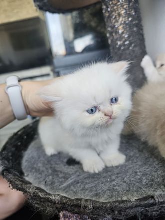 Perser Kitten (5×) zum Verlieben, ab Juni abholbereit.