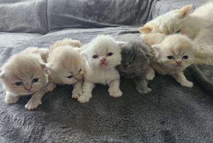 Perser Kitten (5×) zum Verlieben, ab Juni abholbereit.