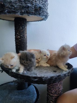 Perser Kitten (5×) zum Verlieben, ab Juni abholbereit.