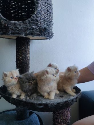 Perser Kitten (5×) zum Verlieben, ab Juni abholbereit.