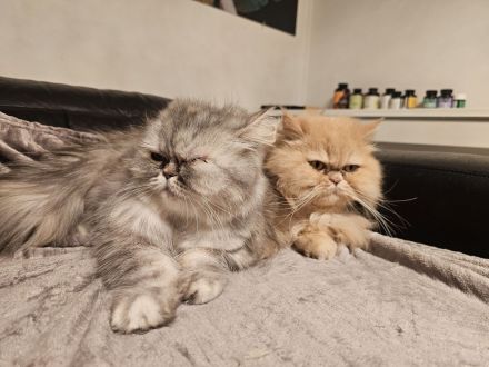 Perser Kitten (5×) zum Verlieben, ab Juni abholbereit.