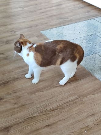 BKH Katze cinnamon-tortie-white kastriert mit Stammbaum