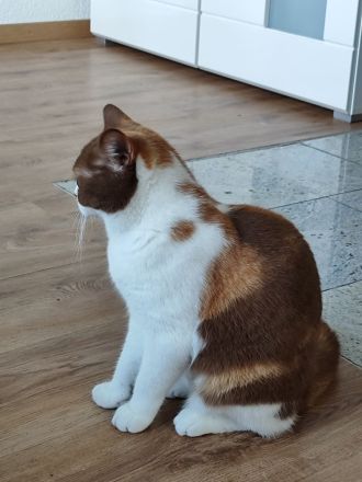 BKH Katze cinnamon-tortie-white kastriert mit Stammbaum