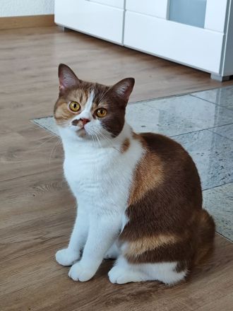 BKH Katze cinnamon-tortie-white kastriert mit Stammbaum