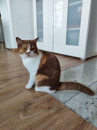 BKH Katze cinnamon-tortie-white kastriert mit Stammbaum
