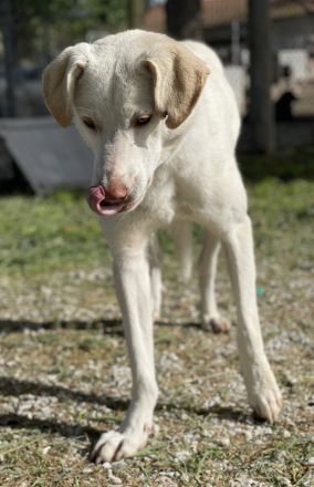 Nizza, geb. ca. 08/2022, lebt in GRIECHENLAND, im städt. Tierheim Serres