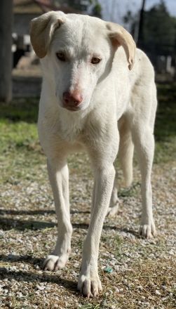 Nizza, geb. ca. 08/2022, lebt in GRIECHENLAND, im städt. Tierheim Serres