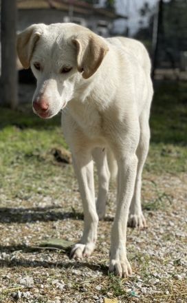 Nizza, geb. ca. 08/2022, lebt in GRIECHENLAND, im städt. Tierheim Serres