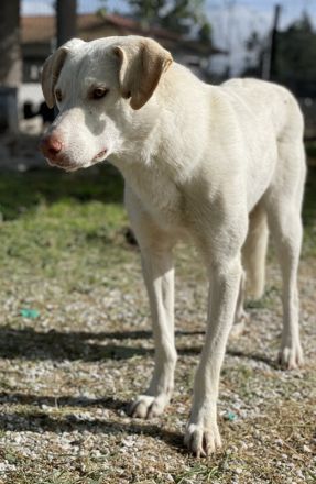 Nizza, geb. ca. 08/2022, lebt in GRIECHENLAND, im städt. Tierheim Serres