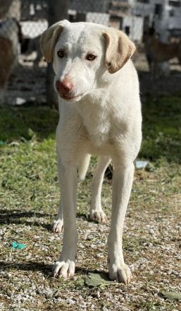 Nizza, geb. ca. 08/2022, lebt in GRIECHENLAND, im städt. Tierheim Serres