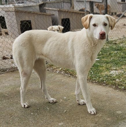 Nizza, geb. ca. 08/2022, lebt in GRIECHENLAND, im städt. Tierheim Serres