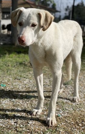 Nizza, geb. ca. 08/2022, lebt in GRIECHENLAND, im städt. Tierheim Serres